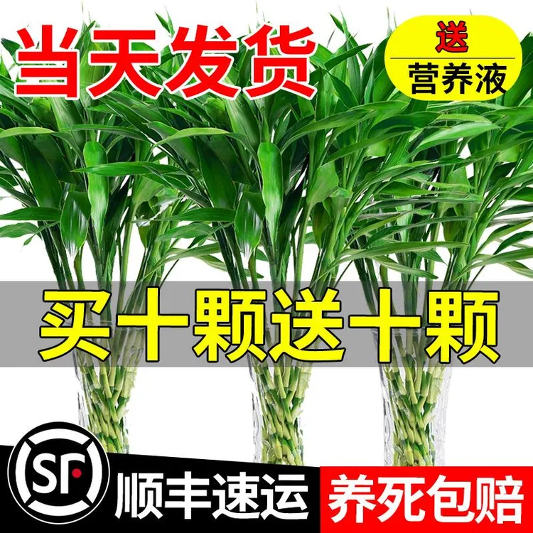 富贵竹水培植物客厅招财花卉室内盆栽带根转运竹发财竹