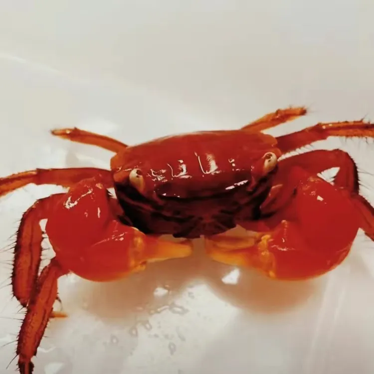 斑马鱼红螯相守蟹相手蟹水族活体宠物淡水观赏螃蟹