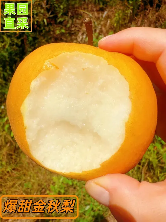 【南方梨王】正宗铁坡镇高山晚熟套袋金秋梨当季水果产地现摘现发