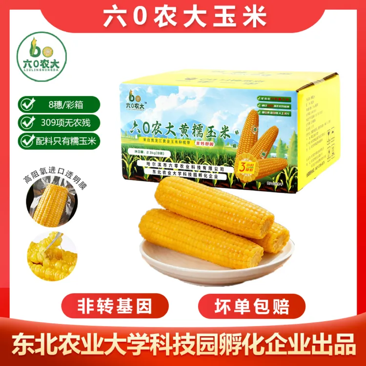 六0农大黄糯玉米 东北鲜食玉米 甜糯玉米真空铝箔锁鲜苞米粘玉米