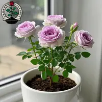 【养死包赔】紫色玫瑰花老桩苗花卉绿植盆栽四季开花月季花大树苗