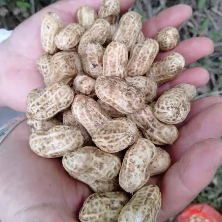2025年新鲜湿花生安徽自家种植现挖现发分红皮可生吃水煮带壳