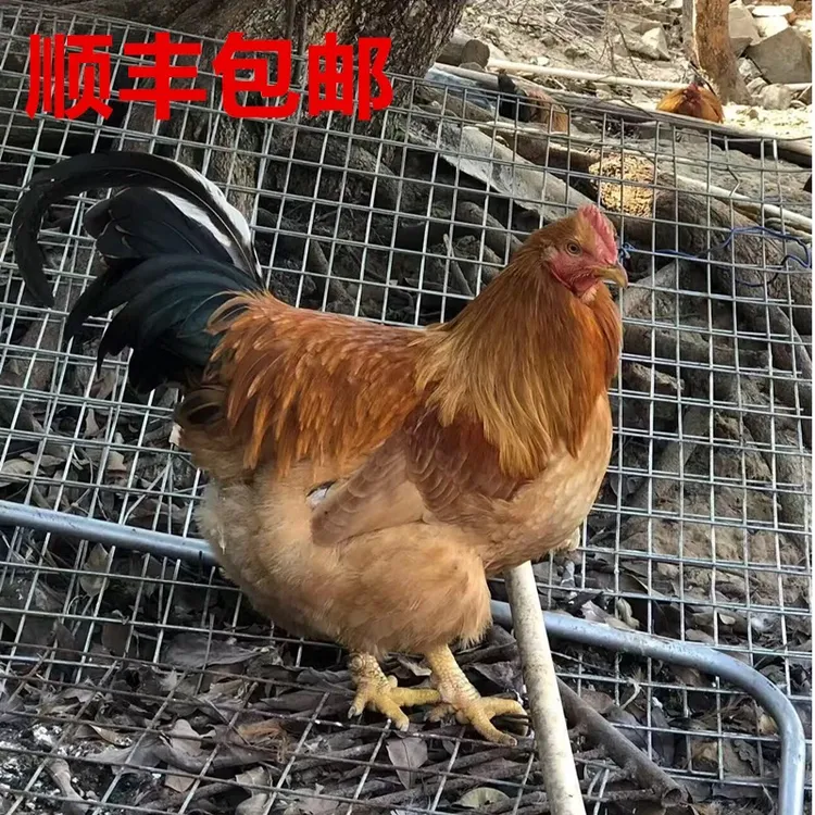 果园散养阉鸡430天散养扇鸡