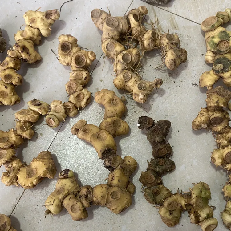 野生现挖高山老虎姜多花倒苖品种包邮