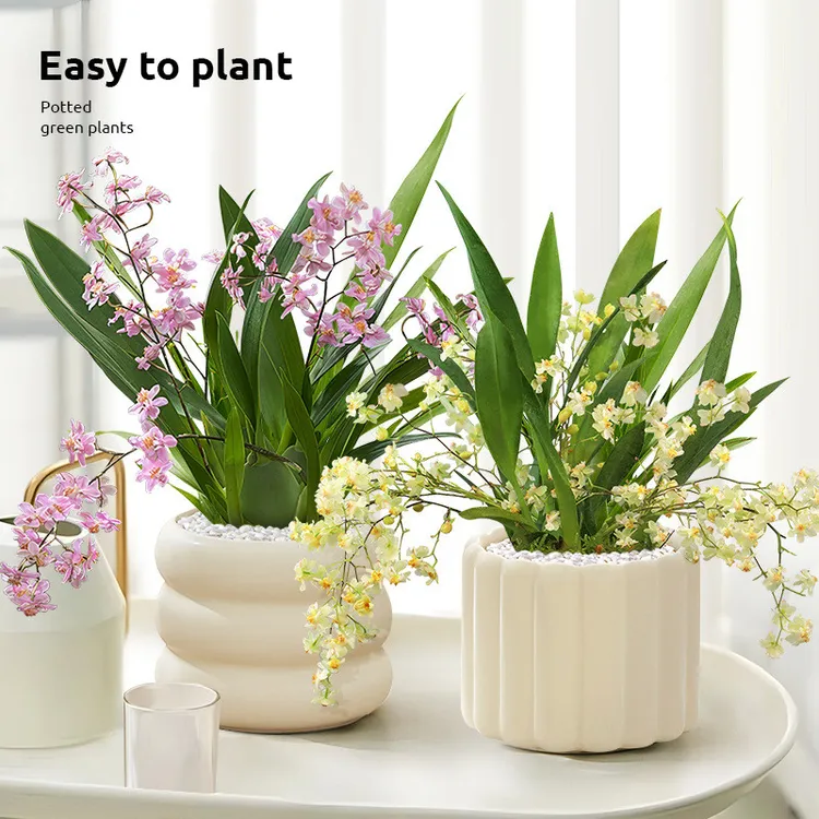 文心兰盆栽花苗梦香兰室内开花卉植物客厅阳台四季好养活年宵兰花