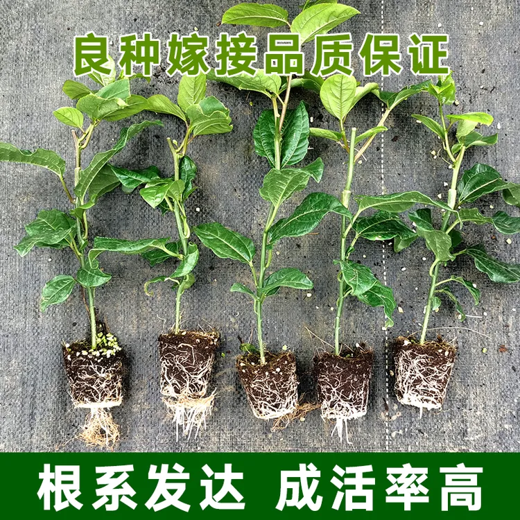 广西嫁接苗纯甜阳台庭院种植产地直发1-10棵