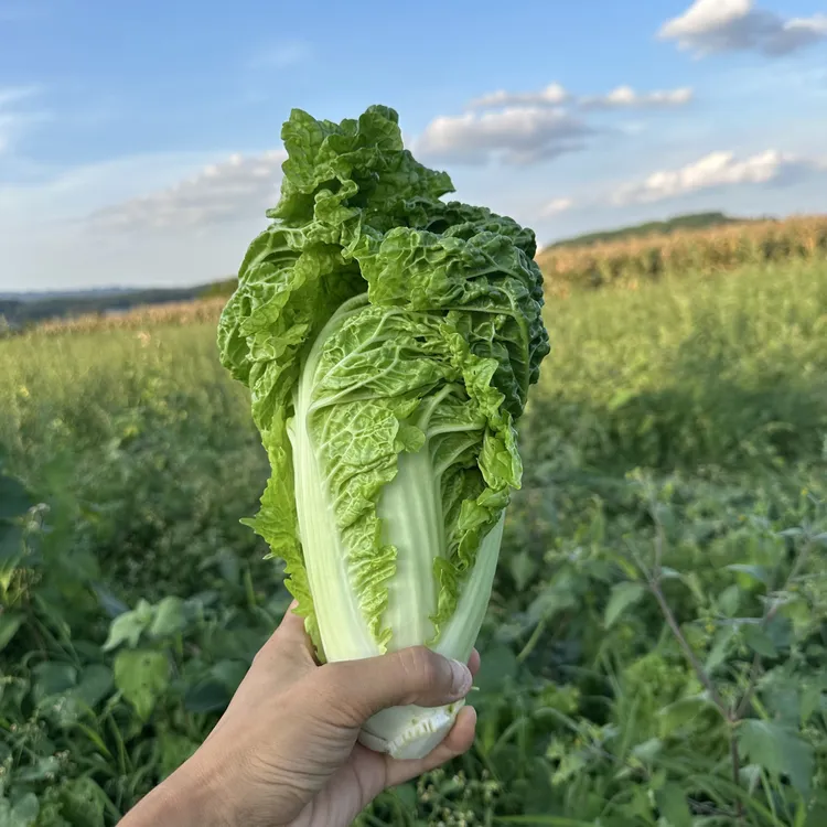 贵州农家露天新鲜现摘麻叶青白菜小白菜新鲜脆甜