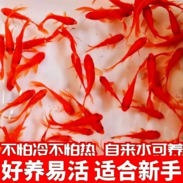 3-5厘米随机21条送4条备损观赏鱼草金鱼淡水好养耐寒小鱼