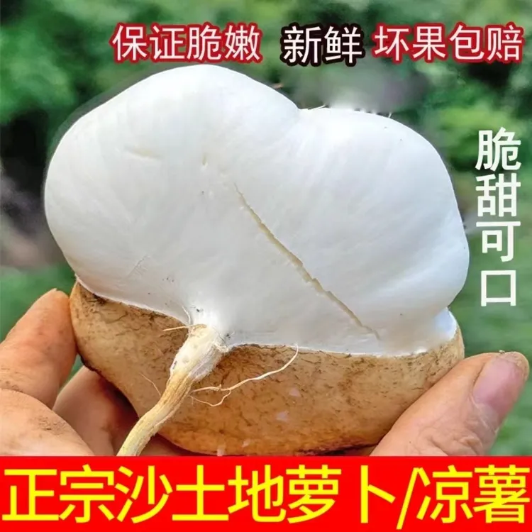 （贵州地萝卜）新鲜凉薯白地瓜现摘沙葛5/9斤皮薄肉厚脆甜多汁
