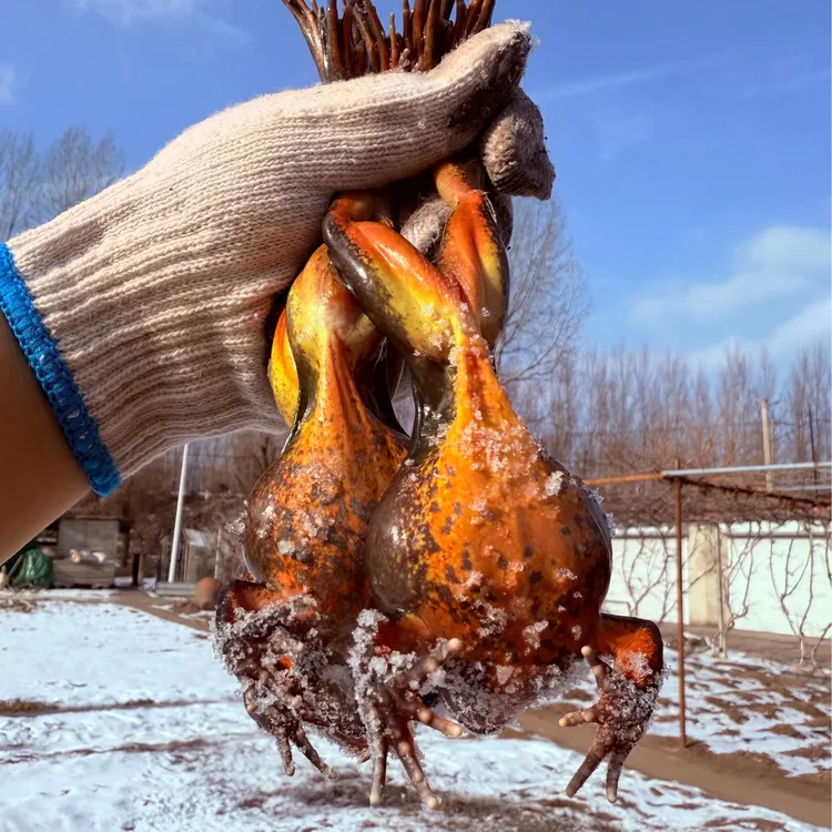 【特价鲜活大母豹】两斤大母蛤蟆河鲜母豹子送东北大酱