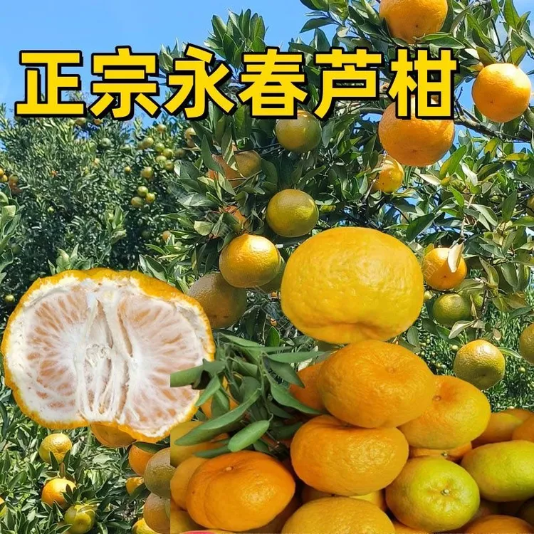 鲜得客正宗永春芦柑产地直发顺丰连箱10斤包邮