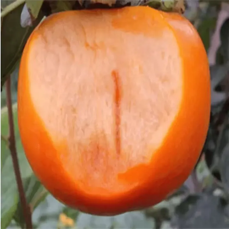 真太秋甜柿子树苗正宗大秋柿树苗甜脆柿子苗嫁接新大果品种