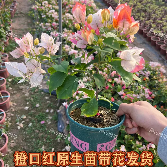 原生橙口红三角梅带花发货 超勤花三角梅新品 好养活阳台爬藤植物