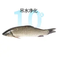 鲜活吊水草鱼1条 约1kg