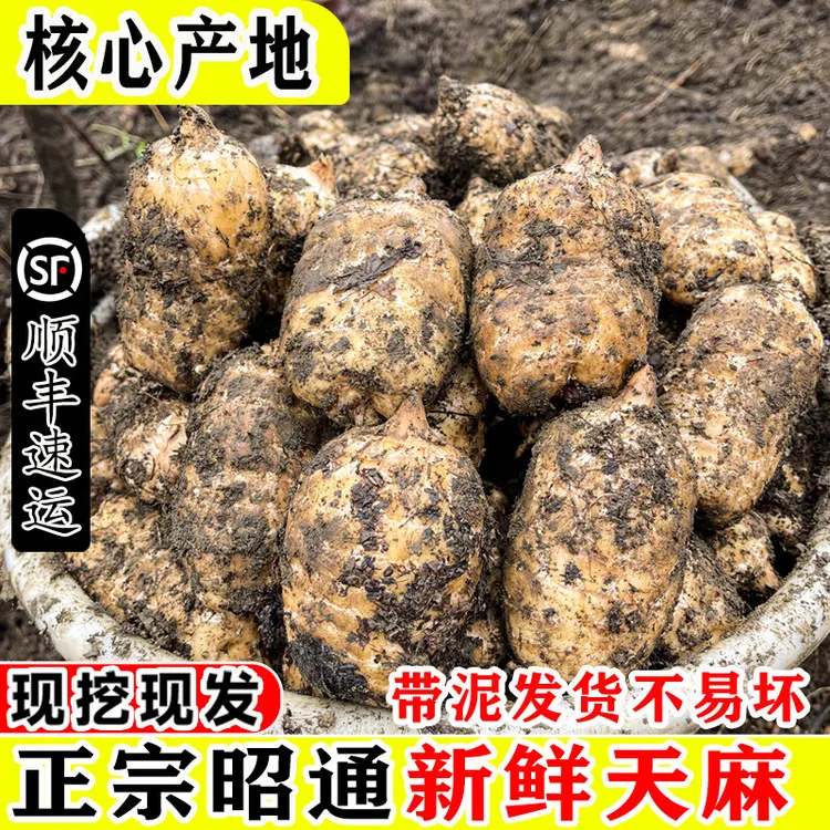 云南昭通小草坝新鲜天麻深山现挖产地直发仿野生可炖鸡煲汤滋补品