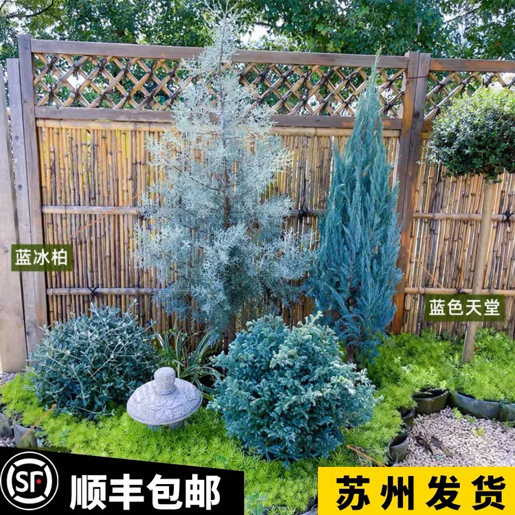 蓝冰柏树苗四季常青落基山圆柏“蓝色天堂”Blue Heaven