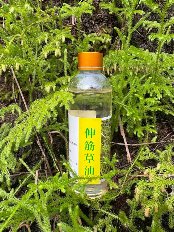 伸筋草油土法蒸馏手工伸筋草油身体