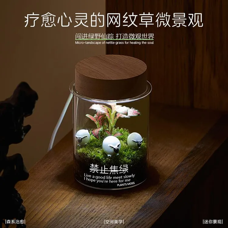 微景观生态瓶苔藓造景绿植摆件室内工位办太阳捕手晶体摆件挂件