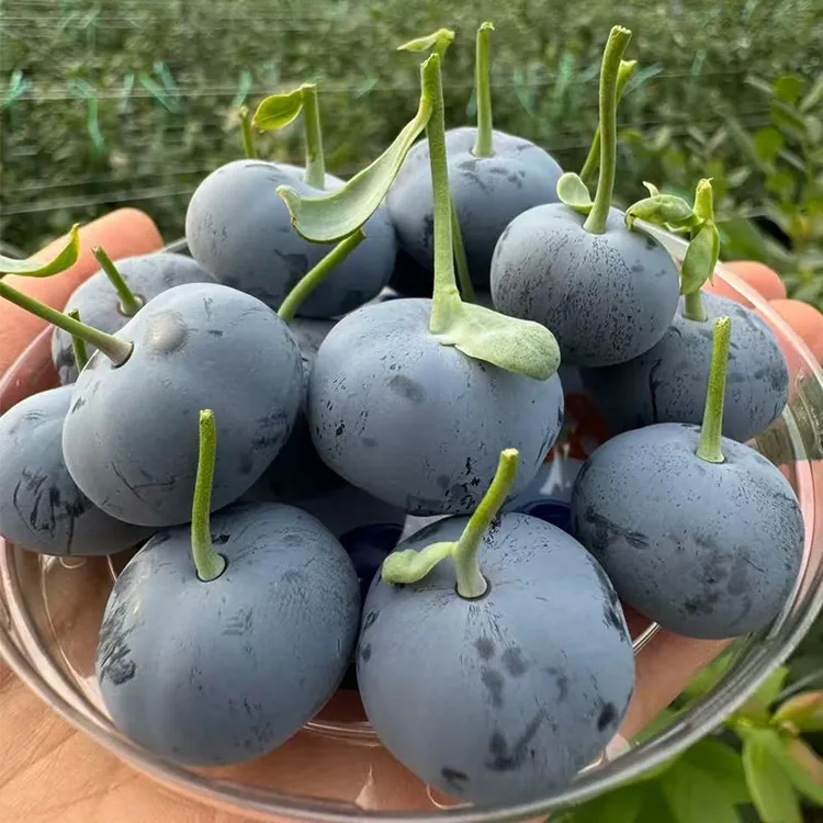 【家庭装】云南高山蓝莓L25花香纯甜口蓝莓1斤、2斤、3斤包邮