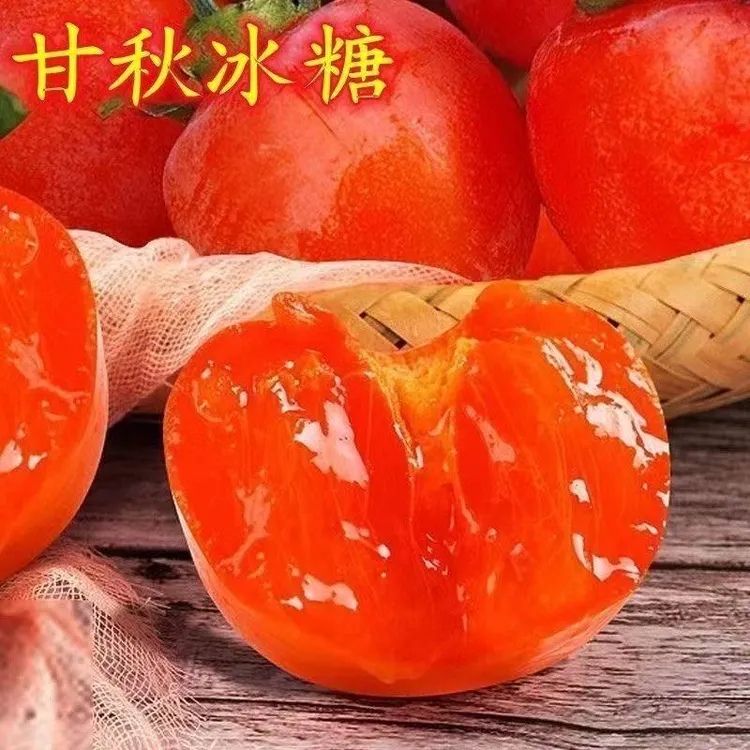 嫁接甘秋冰糖柿子树苗甜柿子树苗南北方种植摘下即吃自然脱涩柿子