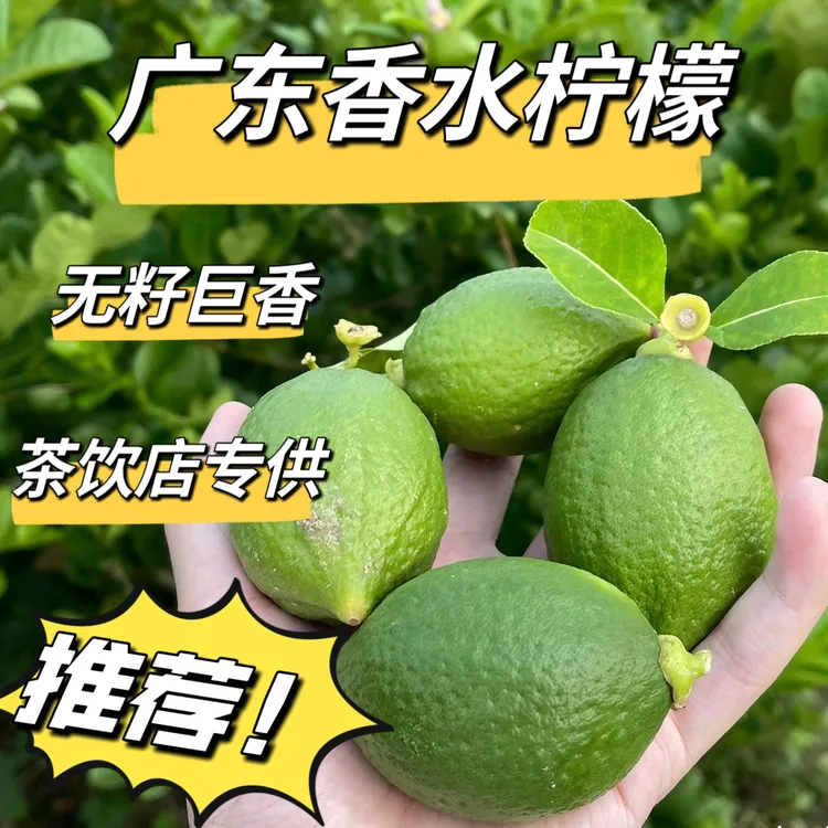 【源头直供】广东香水柠檬一级果 果园现摘现发 茶饮店专用无籽柠檬