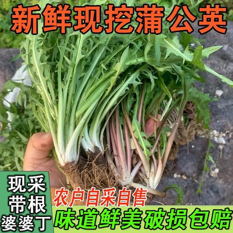 纯天然可食用婆婆丁蒲公英生黄花地丁华花郎春季四季野菜