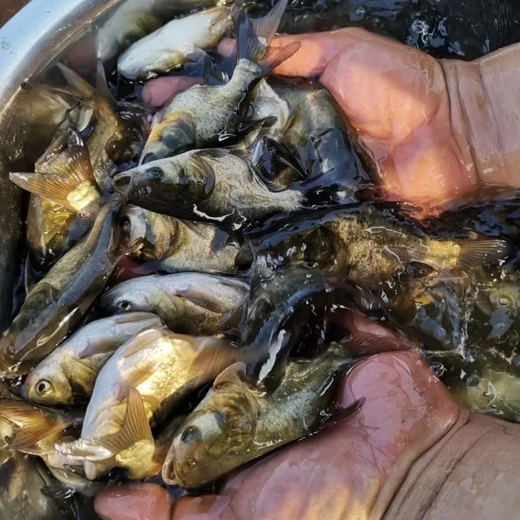 缩骨大头鱼淡水缩骨花鲢鱼