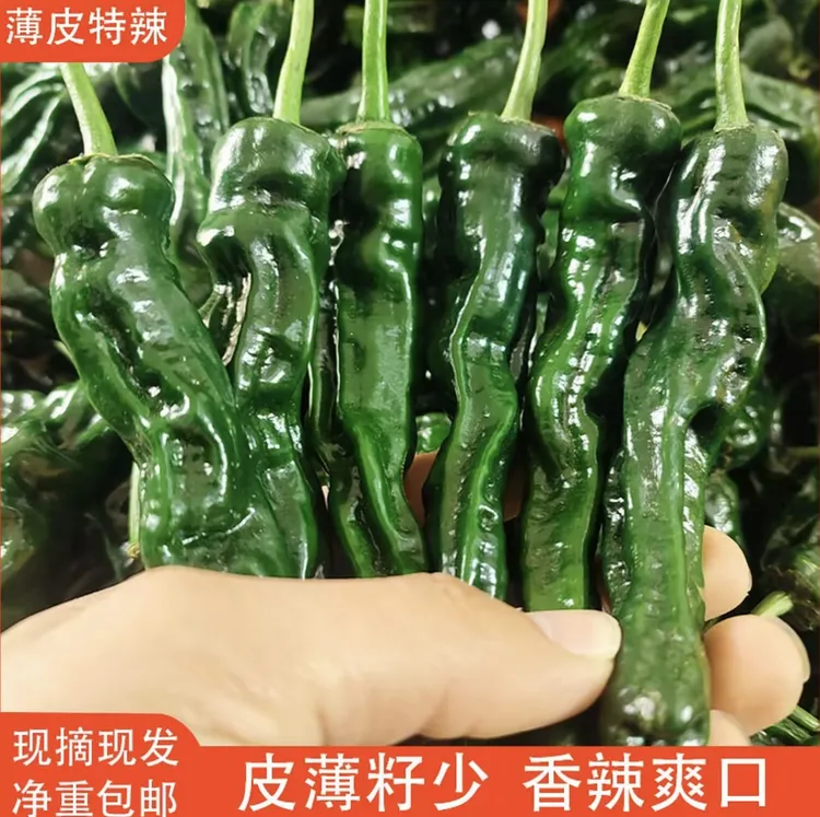 特辣新鲜小皱皮辣椒薄皮青椒农家自种现摘应季蔬菜