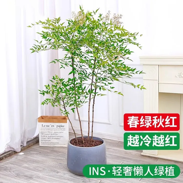 【带老桩根】南天竹水培盆栽绿植火焰红室内带根树苗客厅办公室盆景