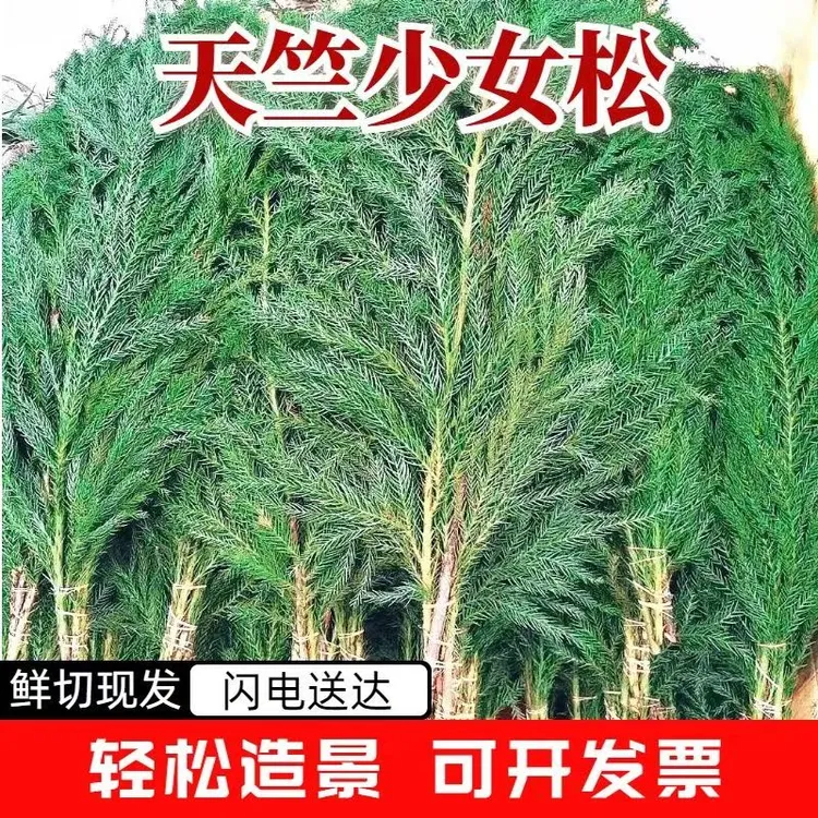 云南新鲜天竺少女懒人水养绿色天然松柏树圣诞树圣诞节装饰材料 