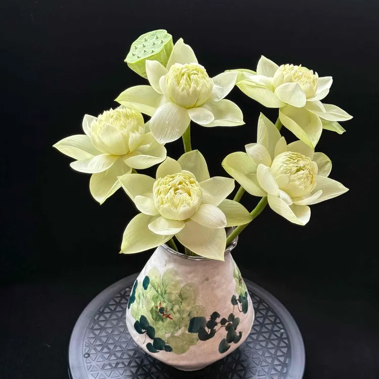 【金苹果】金黄色系重瓣新鲜荷花切花插花真荷叶莲花荷花花束鲜花