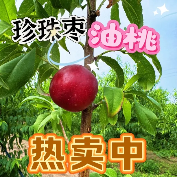 珍珠枣油桃新鲜【应季水果】净重5斤