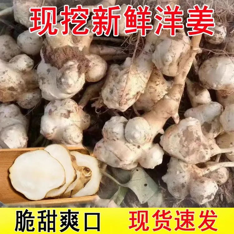2025新鲜洋姜现挖鬼子姜下饭菜姜不辣洋山药野生洋姜腌制咸菜包邮