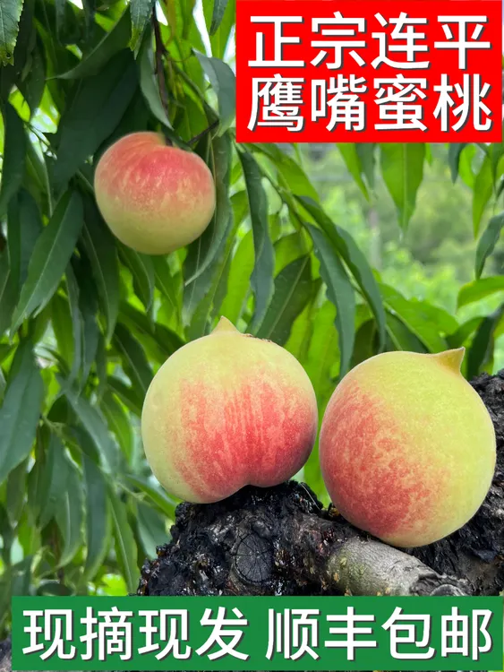 正宗广东连平鹰嘴蜜桃应季脆甜桃子新鲜现摘现发顺丰包邮5斤装