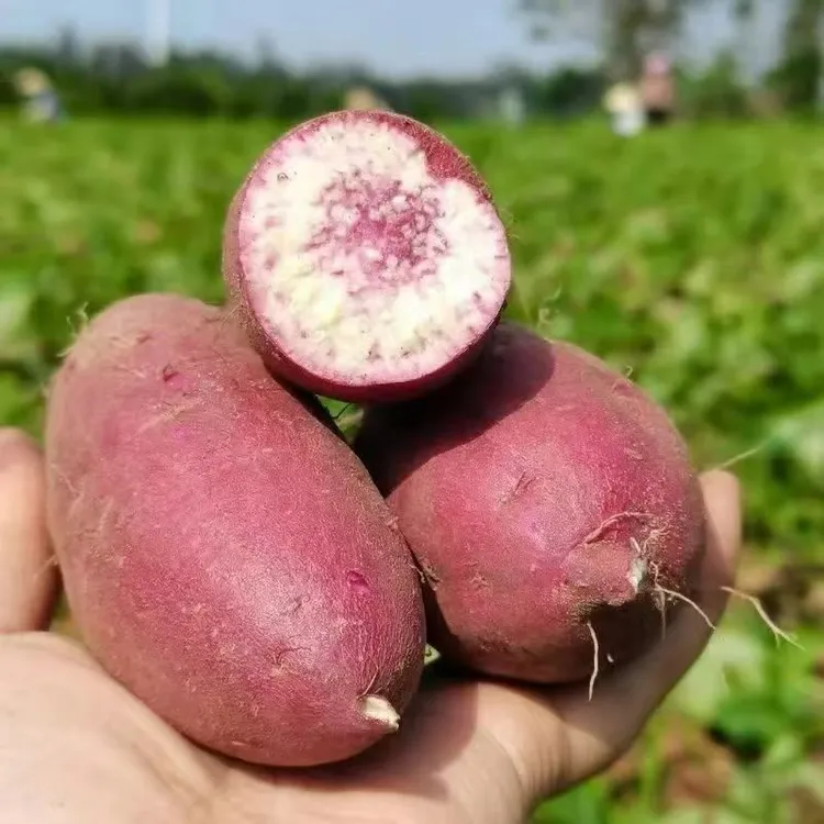 广东高州冰淇淋红薯沙地一点红番薯粉糯香新鲜现挖现发地瓜5/9斤