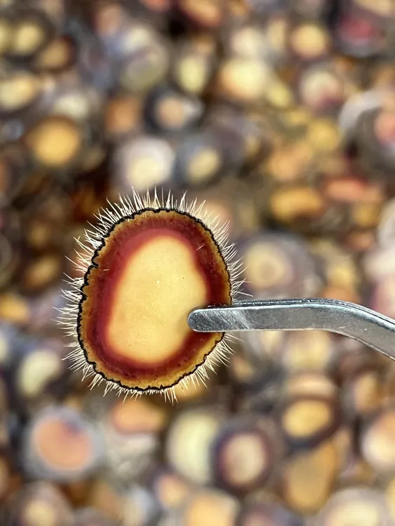 梅花全腊片含血片可泡酒泡水煲汤干吃男女滋补佳品