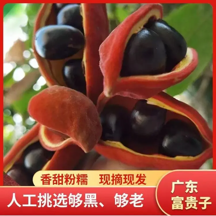 【广东省包邮】增城凤眼果富贵子苹婆九层皮六旺果七姐维生素c水果