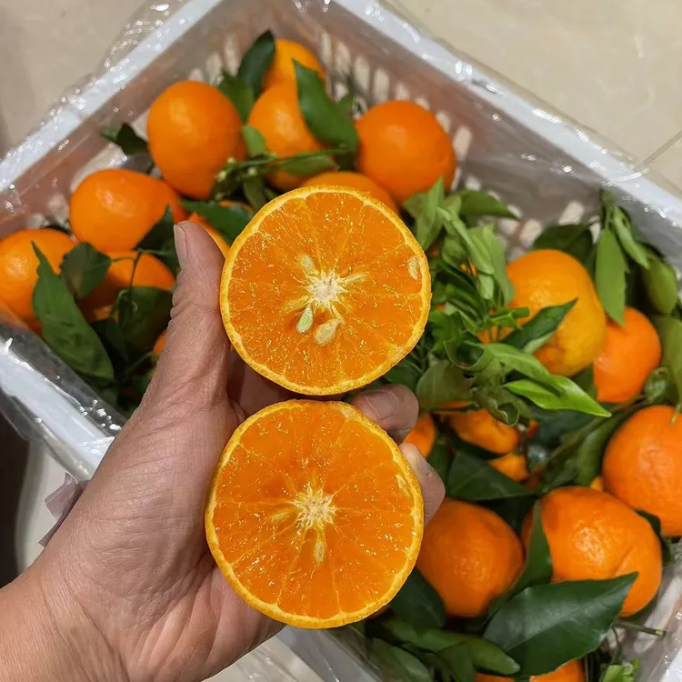 【全疆包邮】纯甜无酸鹅蛋柑明日见爆汁爆甜产地直供乌市九鼎直发
