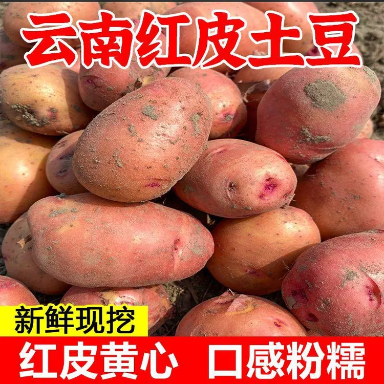 云南红皮农家种植新鲜粉糯黄心迷你土豆洋芋产地直供5斤