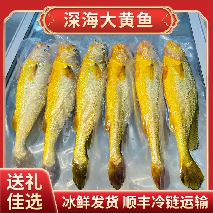 【顺丰直达】产地直发 高品质宁德深海大黄鱼 新鲜捕捞 现捕现发