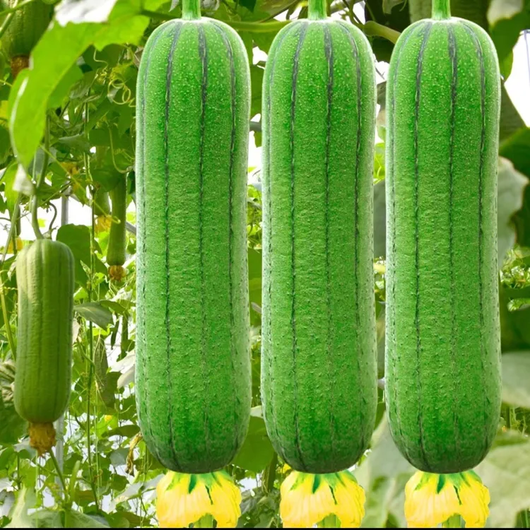 【香嫩肉丝瓜种子】高产早熟肉丝瓜种子春秋季丝瓜籽农家蔬果种子商品图