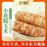 东方甄选自营云南小花糯玉米粗粮早餐真空包装 1.5kg（8-12根/袋）