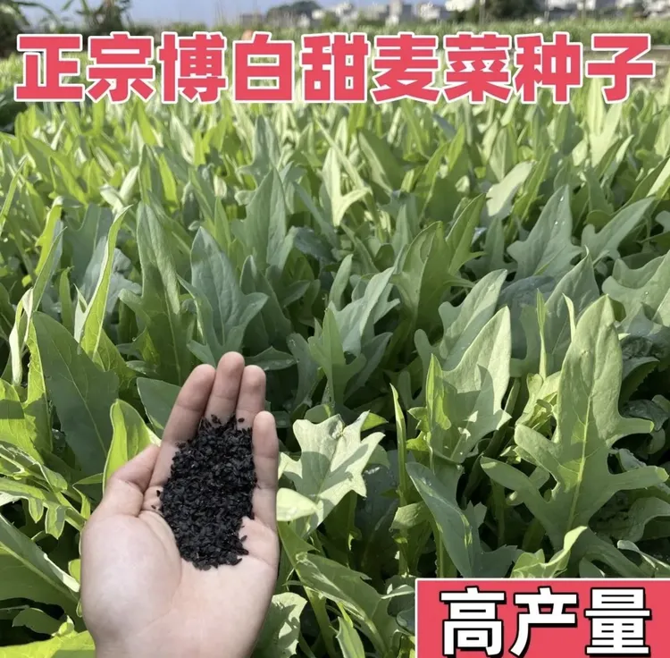 【正宗博白甜麦菜种子】甜麦菜苦麦菜四季青菜家庭庭院蔬菜种子
