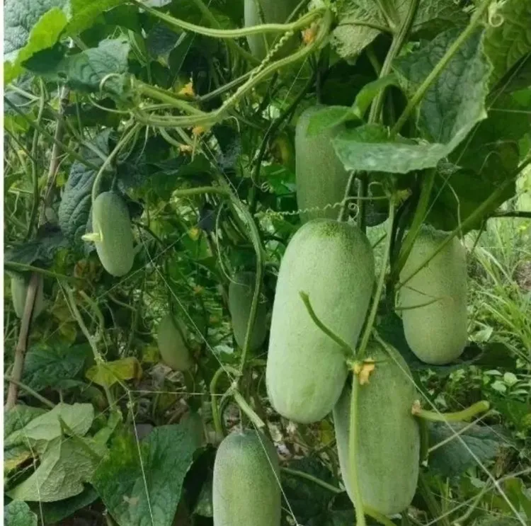 云南本地老品种山地黄瓜