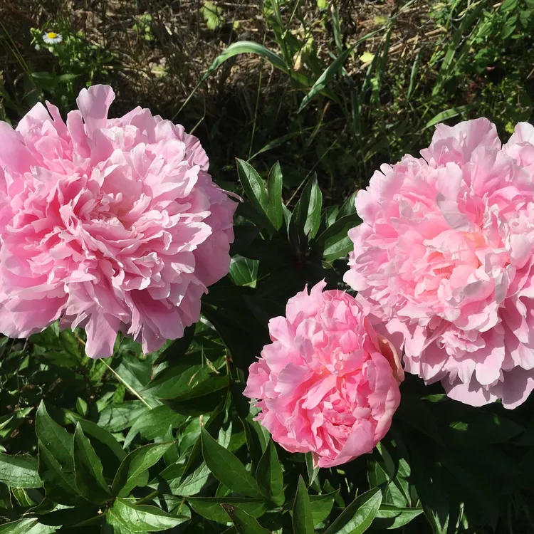 进口芍药种苗-Myrtle Gentry / 桃金娘绅士 裸根发货包对版