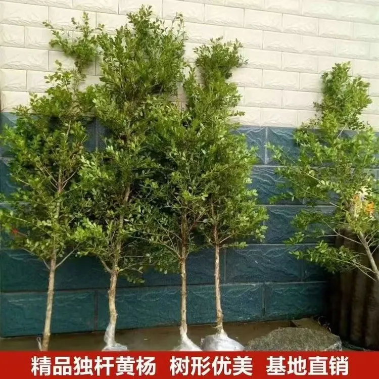 独杆黄杨瓜子黄杨树庭院耐寒四季常青风景树盆景素材小叶黄杨盆栽