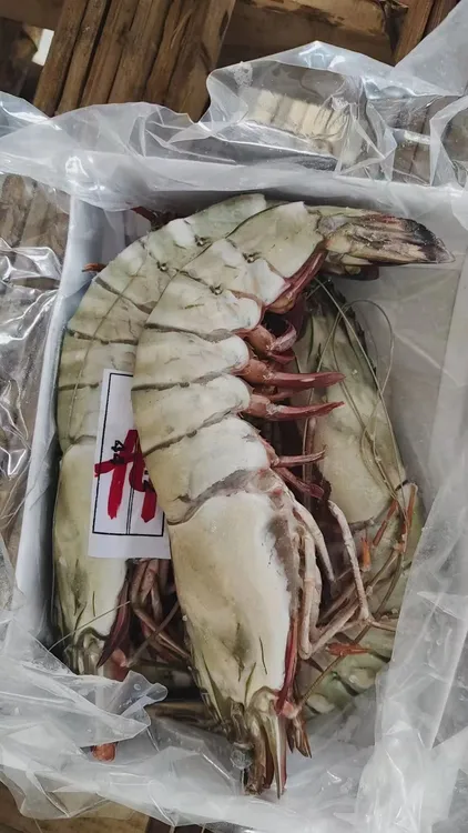 超大红虎虾 新鲜老虎虾 生鲜海鲜年货送礼
