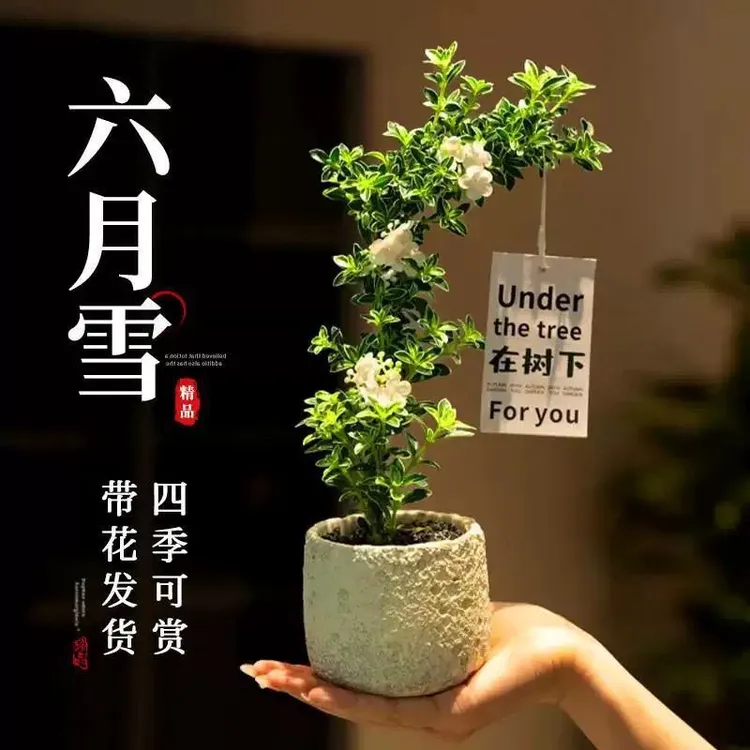悬崖金边六月雪盆栽花卉植物室内绿植盆景办公室内带火山盆