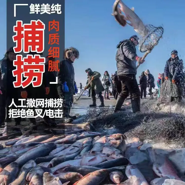 东北冷水查干冬捕大胖头鱼7--20斤