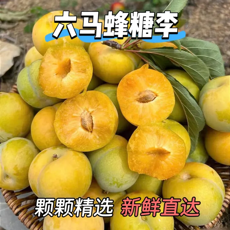 【贵州六马蜂糖李1】贵州六马蜂糖李新鲜水果